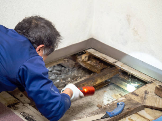 Best Toxic Mold Removal  in Fort Irwin, CA