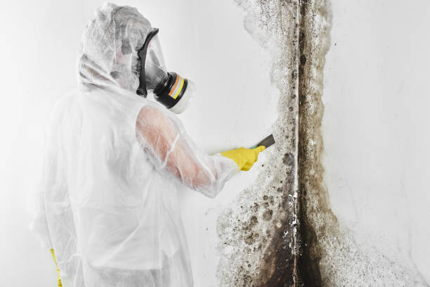 Best Mold Cleaning Services  in Fort Irwin, CA