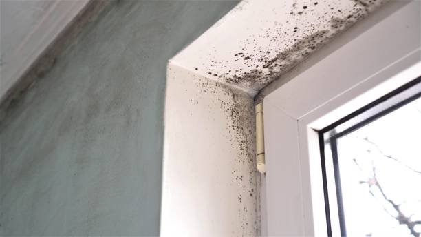 Best Commercial Mold Removal  in Fort Irwin, CA