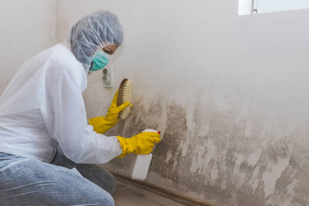 Best Mold Remediation  in Fort Irwin, CA