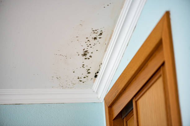 Professional Mold Removal in Fort Irwin, CA