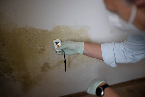 Best Same-Day Mold Removal  in Fort Irwin, CA