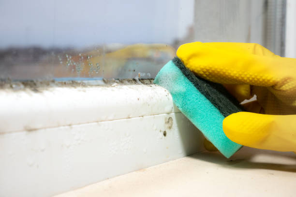 Best Certified Mold Removal  in Fort Irwin, CA