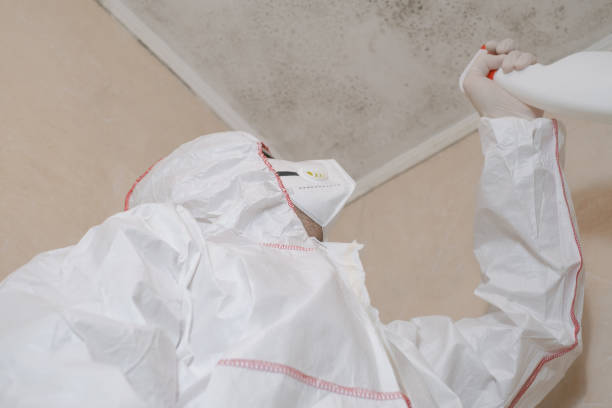Best Mold Damage Repair  in Fort Irwin, CA
