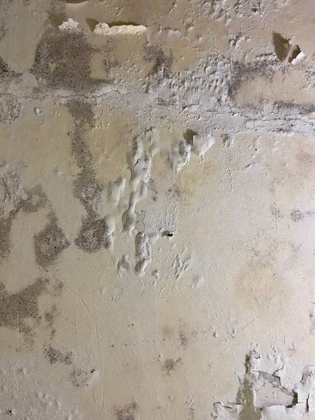 Best Office Mold Removal Services  in Fort Irwin, CA