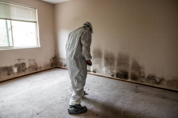 Mold Removal and Inspection in Fort Irwin, CA
