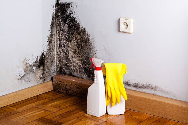 Best Black Mold Removal  in Fort Irwin, CA