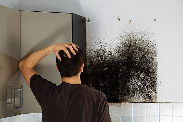 Best Affordable Mold Removal  in Fort Irwin, CA