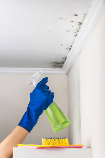 Best Residential Mold Removal  in Fort Irwin, CA